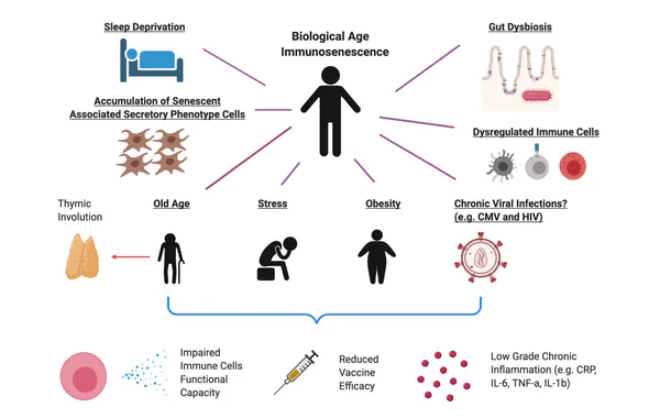 Buy Wellman Daily Supplement